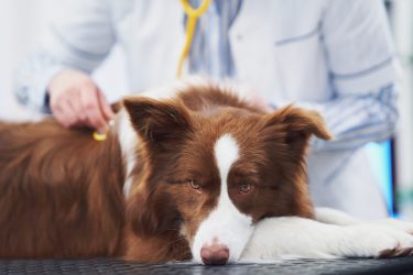 Brown Border Collie dog during visit in vet. High quality photo