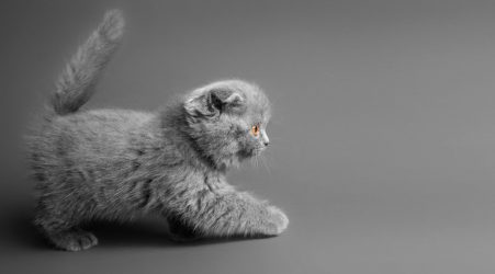 gray cat with beautiful eyes on a gray background